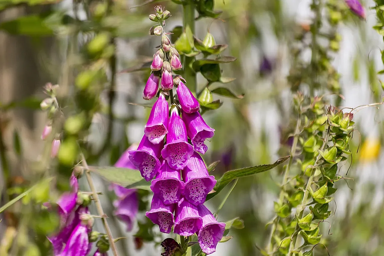 5. Foxglove - Tall, Elegant, and Silently Dangerous (Image Credits: Pixabay)