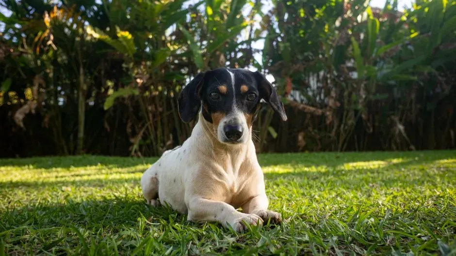 Settling Into the Same Sunny Patch on the Rug (Image Credits: Pexels)