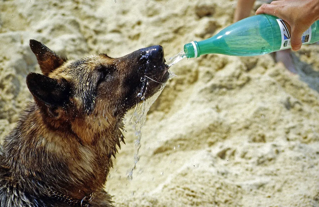 Texas: A Heatwave Haven (Image Credits: Pixabay)