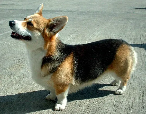 #3. Pembroke Welsh Corgi (CC BY-SA 3.0)