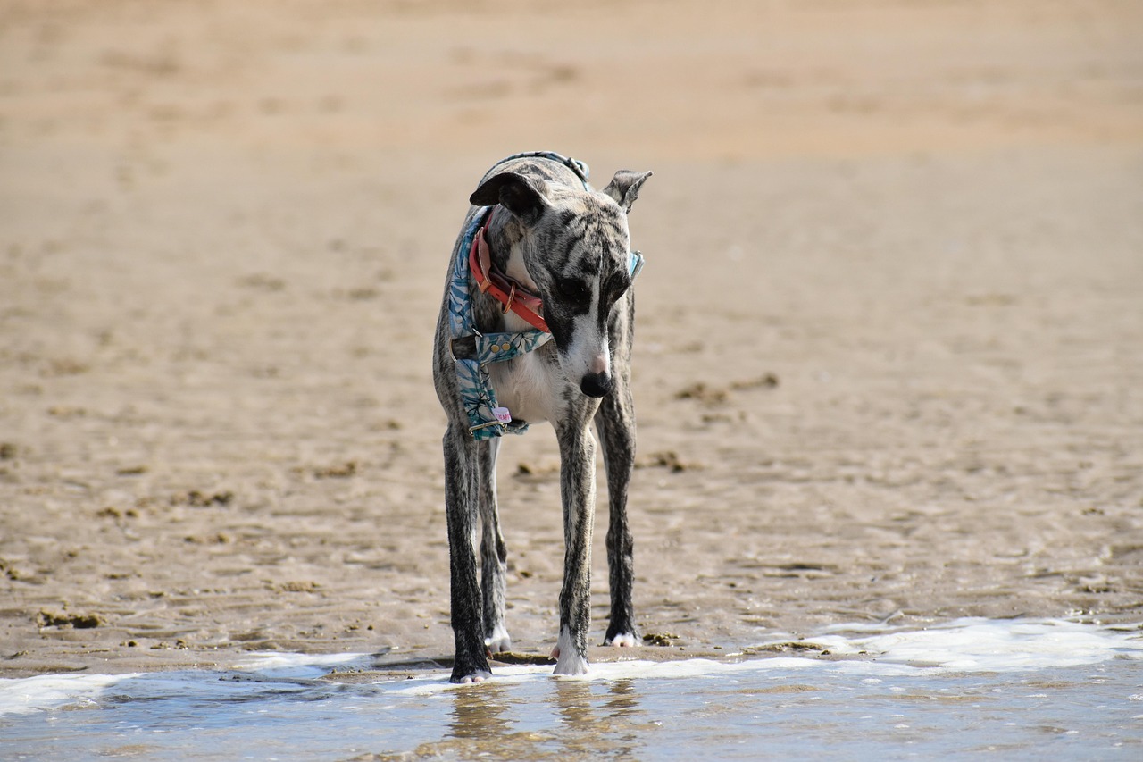 Whippets: Sprinters Who Love Lounging (Image Credits: Pixabay)