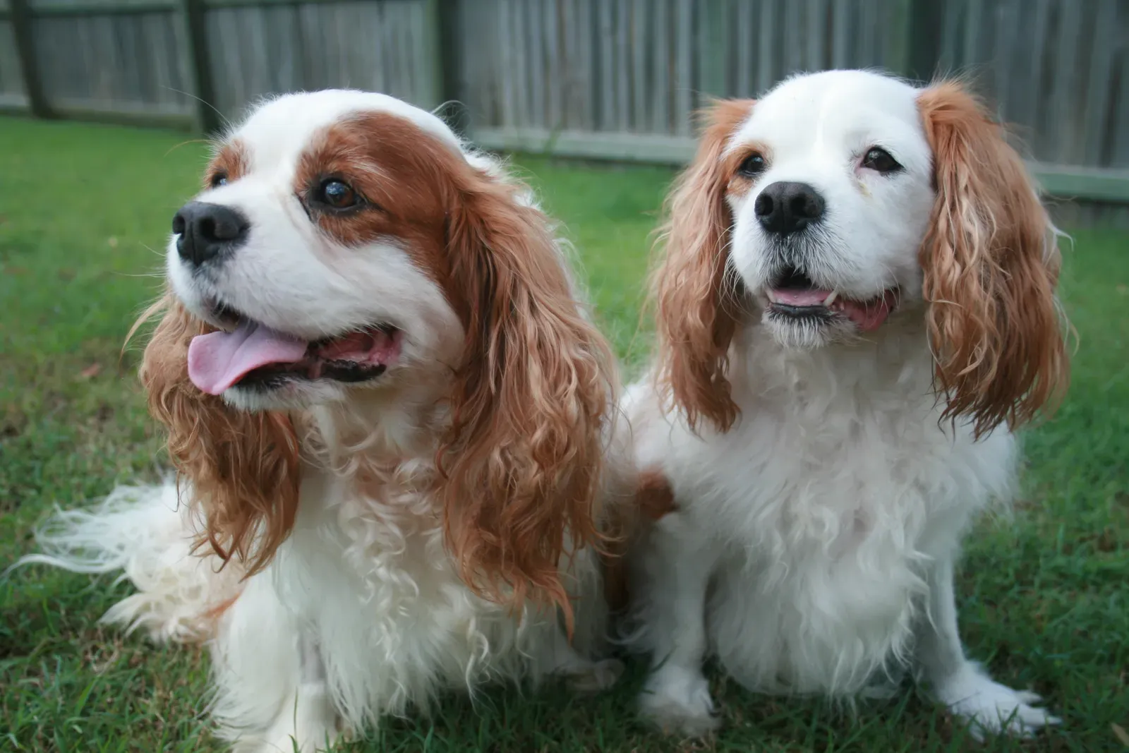 5. Cavalier King Charles Spaniels (Image Credits: Wikimedia)