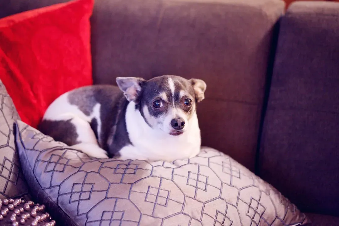 1. Chihuahua – Pocket‑Sized Ruler Of Every Room (Image Credits: Unsplash)