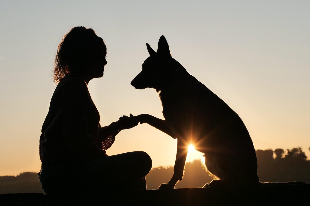 Petting Without Asking Permission First (Image Credits: Pixabay)
