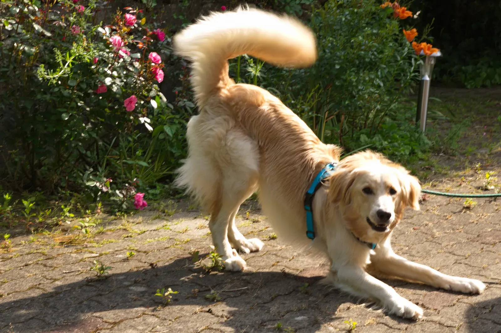 Playful Sneak-Ups, Pounces, and “Stalk and Bounce” (By Thomas Zimmermann (THWZ), CC BY-SA 3.0 de)