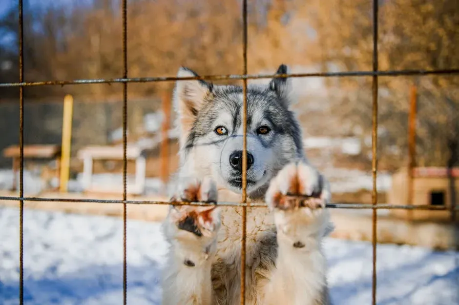 The Great Escape: Why Your Husky Is a Certified Houdini (Image Credits: Pexels)