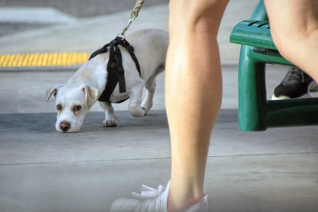 #7 - The Chosen Sniff Spots (Yes, Really) (fourbyfourblazer, Flickr, CC BY 2.0)
