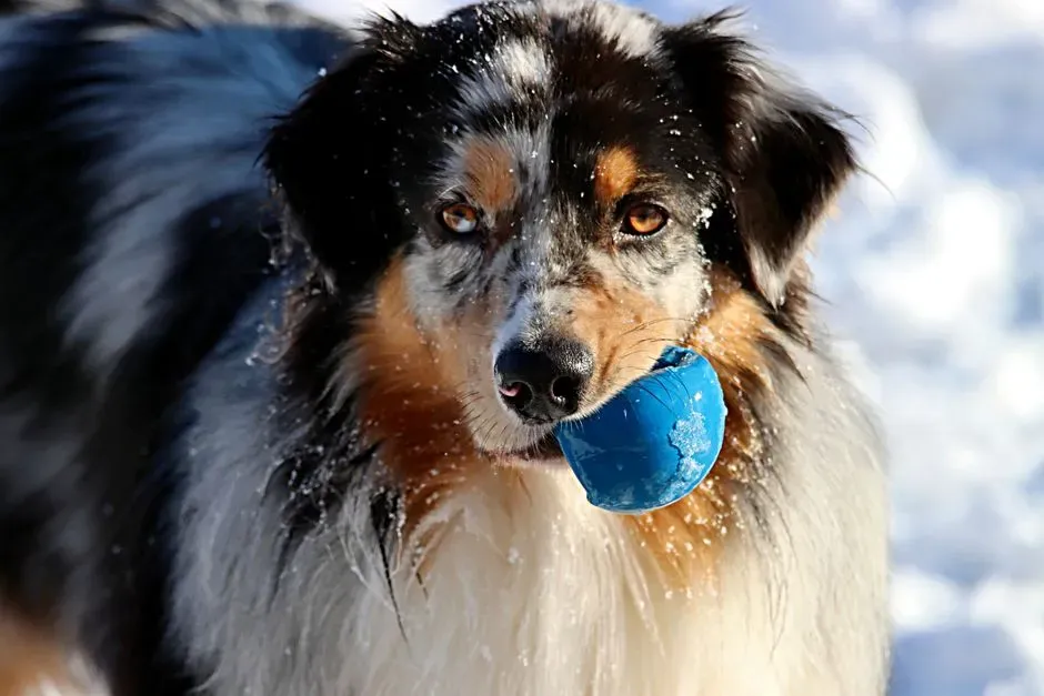 Australian Shepherd (Image Credits: Pexels)
