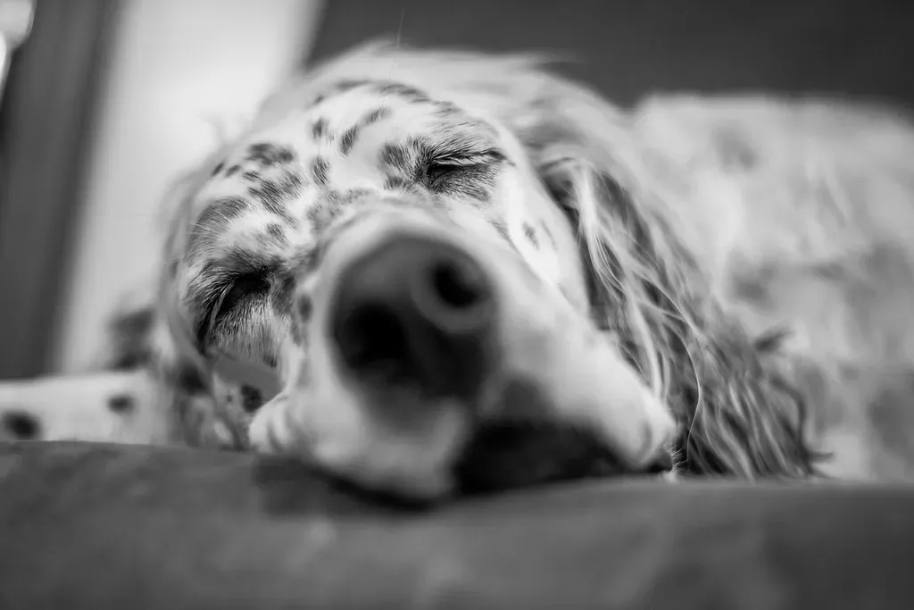 #3 - They Quietly Change Where They Sleep (John Brighenti, Flickr, CC BY 2.0)