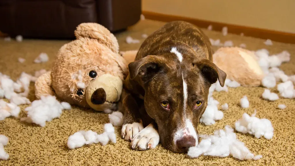 The Plush Toy Protector: Nurturing Souls and Comfort Seekers (Image Credits: Flickr)