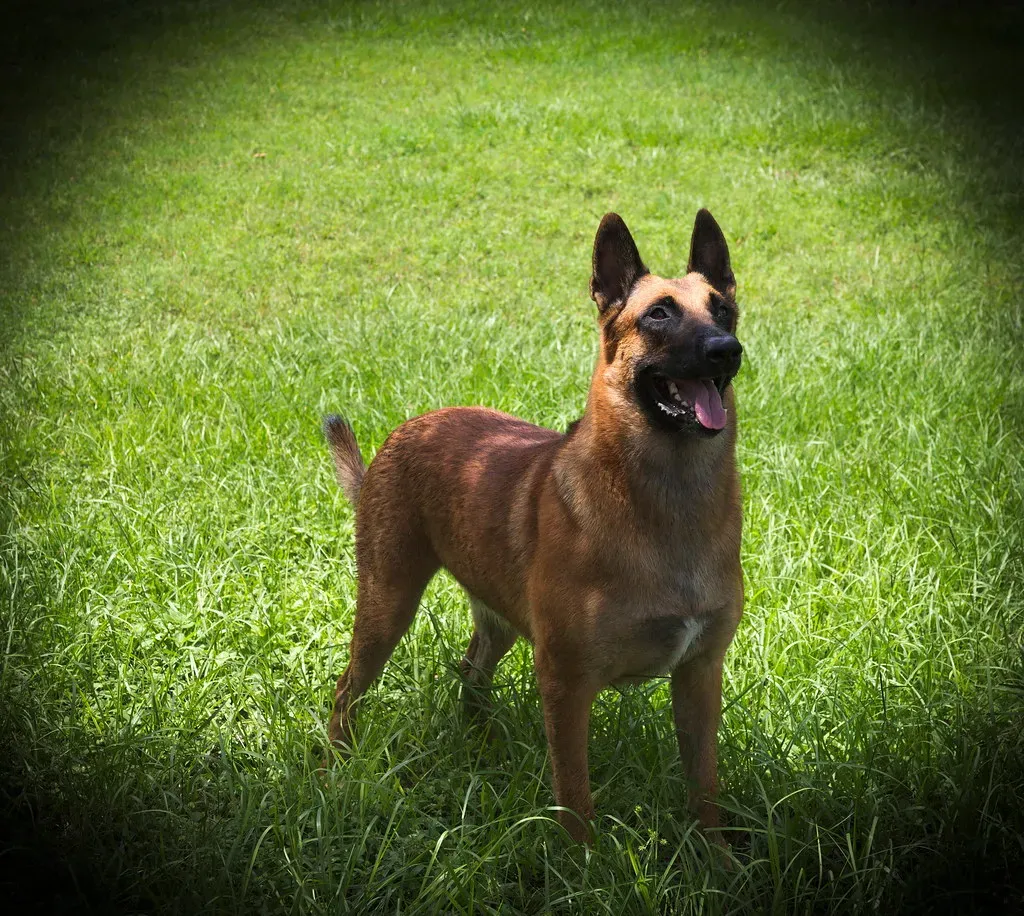 Belgian Malinois (Full House Ranch, Flickr, CC BY 2.0)