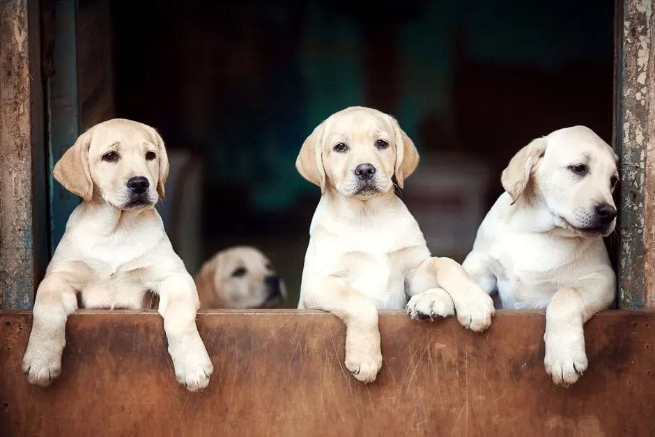 11. Labrador Retriever: Eager Students in the Bathroom Department (Image Credits: Pexels)