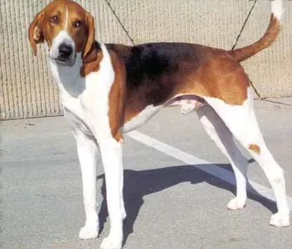 9. The American Foxhound: A Living Piece of History (Image Credits: Wikimedia)