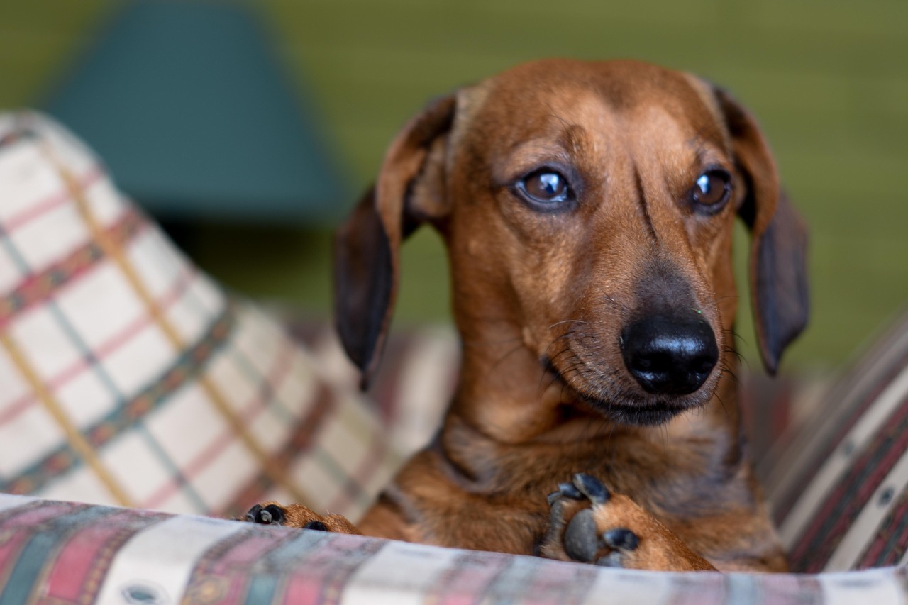 Pisces: Intuitive Empaths and Sensitive Souls (Image Credits: Pixabay)