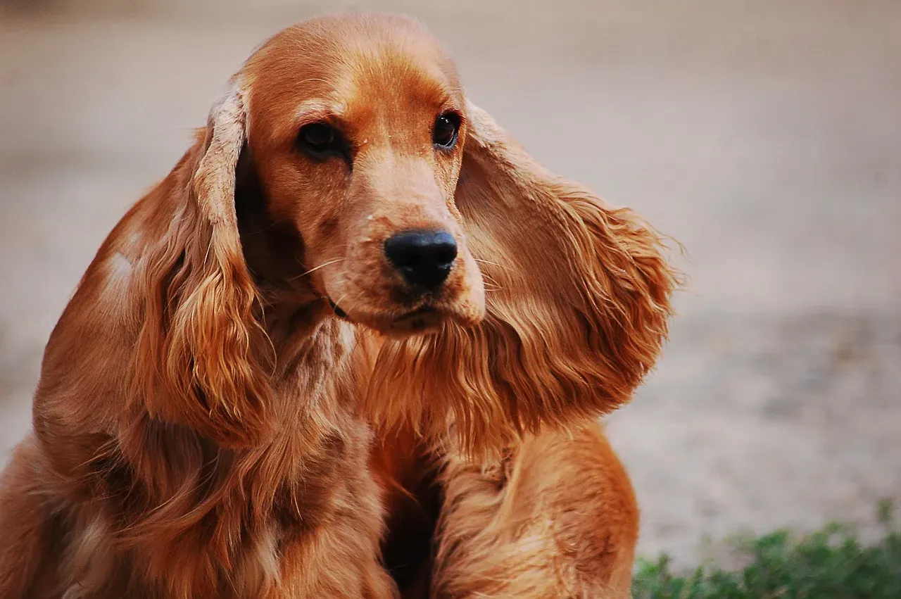 Cocker Spaniel: Gentle Soul With a Moderate Activity Level (Image Credits: Pixabay)