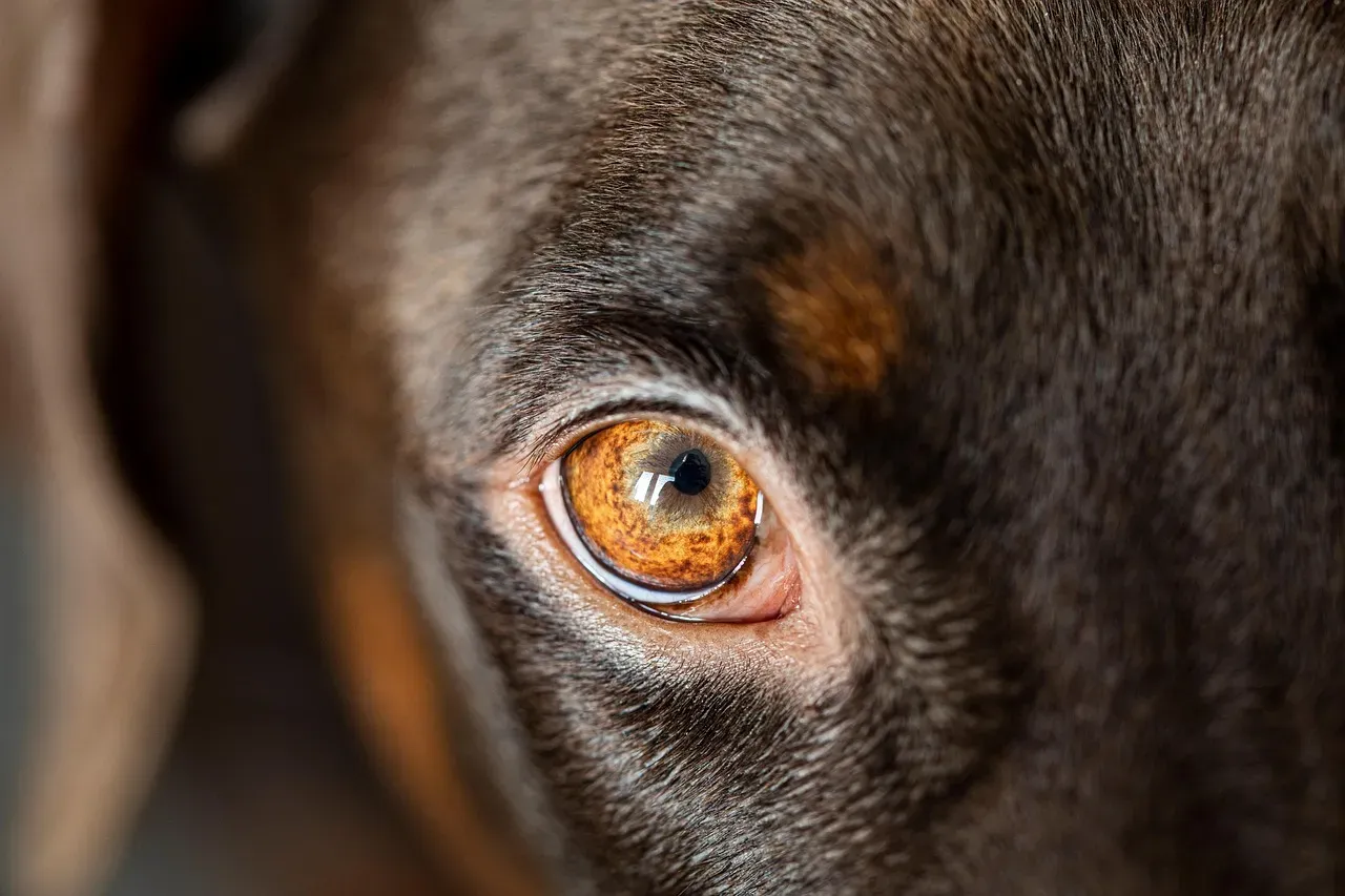 #8 - Pupils That Won't Shrink in Bright Light Are a Warning Sign, Not a Quirk (Image Credits: Pixabay)