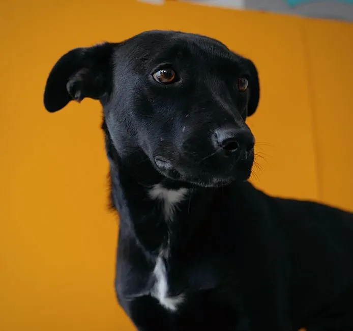 What This Reveals About Who Dogs Really Are (Image Credits: Pexels)