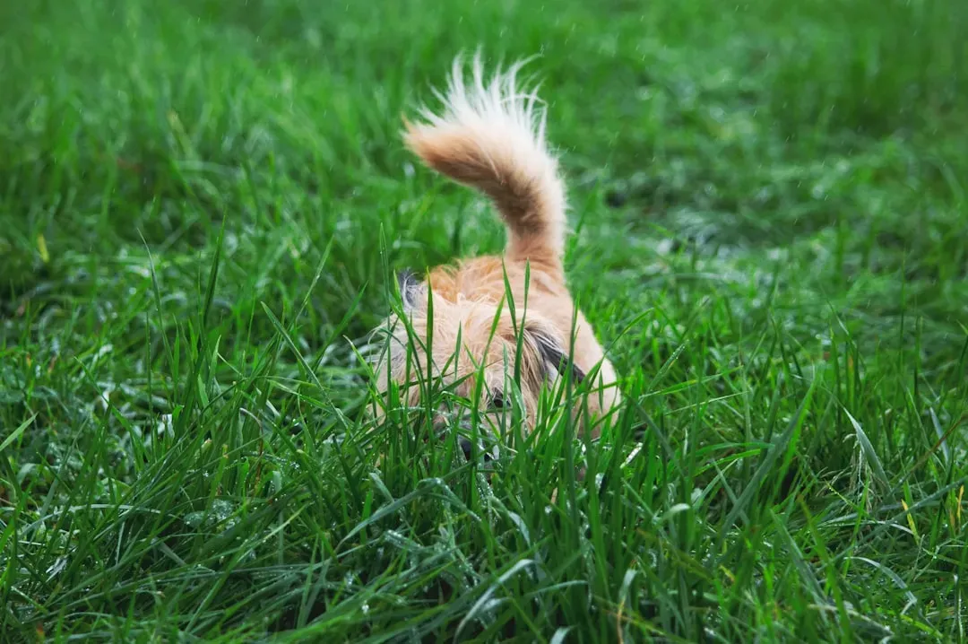 #2. Hide and Seek: The Oldest Game That Never Gets Old (Image Credits: Unsplash)