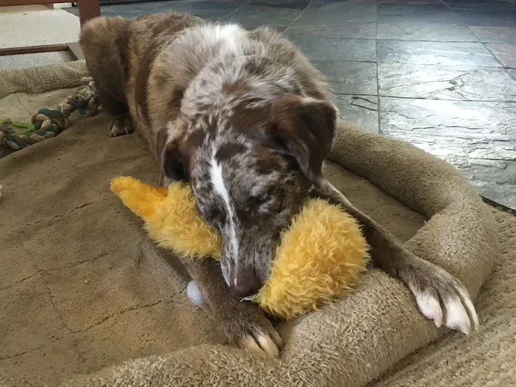 The Hidden Choking Hazards Inside Innocent Looking Plush Toys (Image Credits: Flickr)