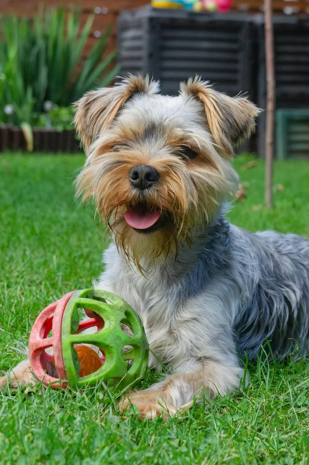 3. Yorkshire Terrier: The Tiny Diva With an Attitude (Image Credits: Unsplash)
