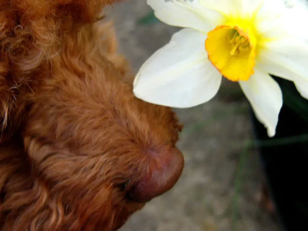 Daffodils: Cheerful Spring Blooms With a Dark Side (Image Credits: Flickr)