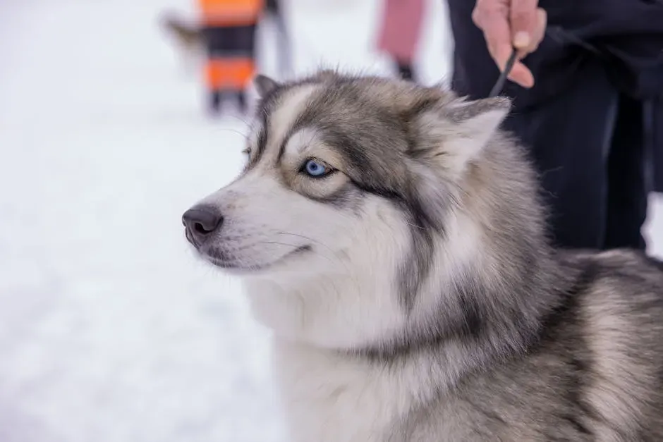 Scorpio Matches the Husky’s Intense Loyalty (Image Credits: Pexels)