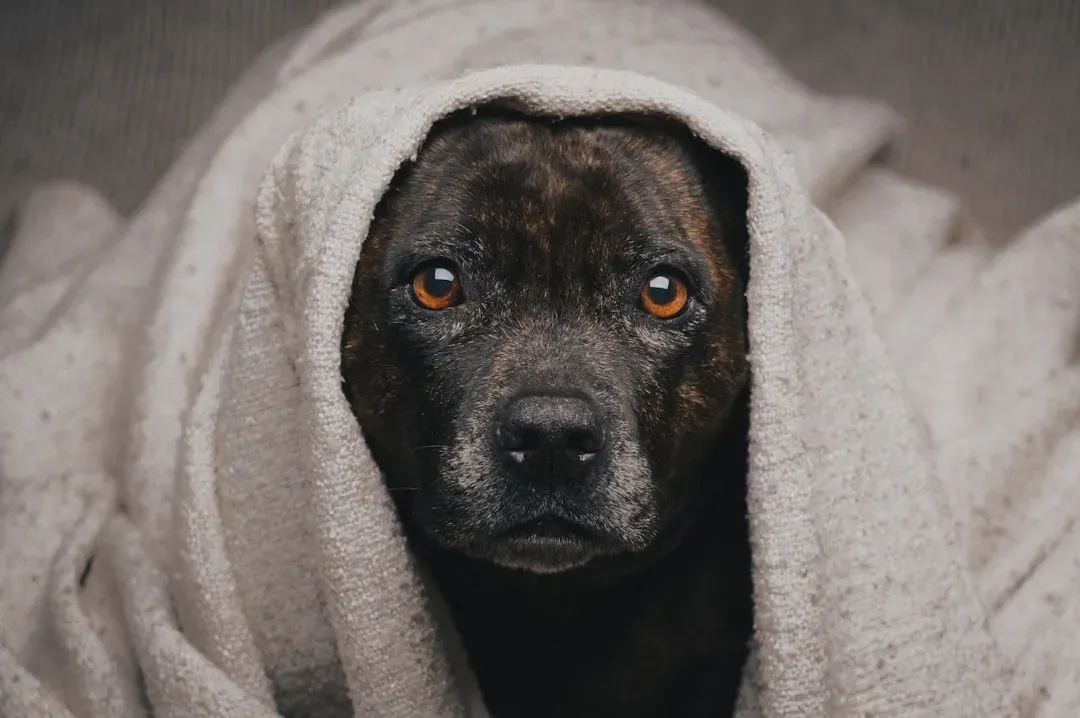 Separation Anxiety Is Common in Shelter Dogs (Image Credits: Unsplash)