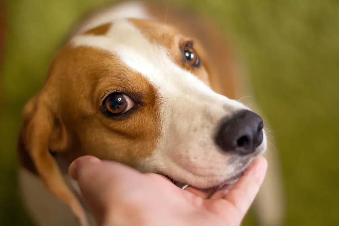 #3 - Touch That Always Lets the Dog Say No (Image Credits: Unsplash)