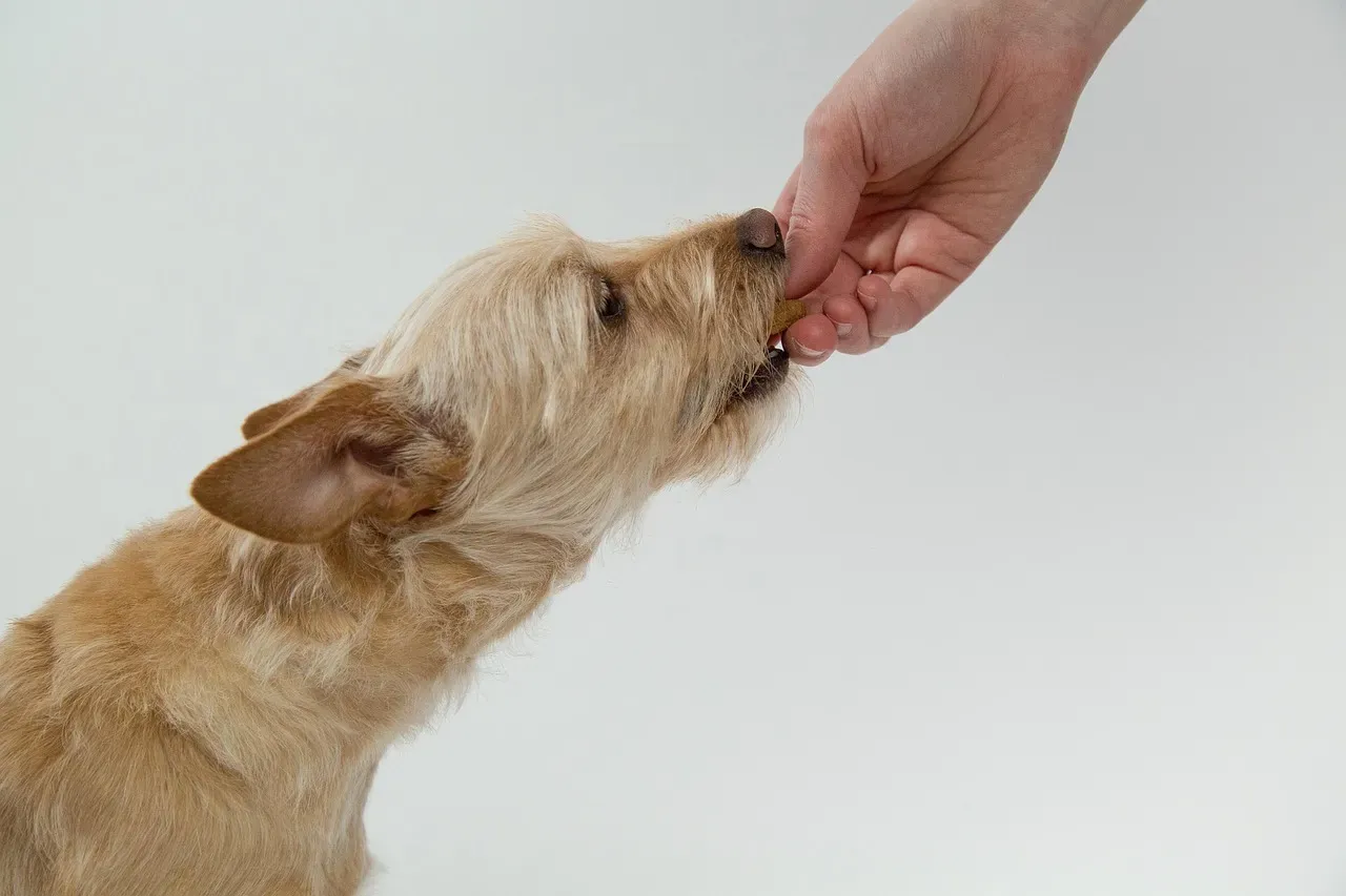 Flaxseed, Applesauce, and Oat Dog Biscuits (Image Credits: Pixabay)