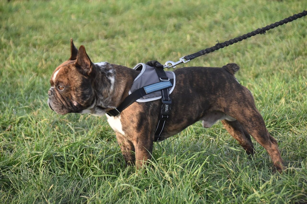 Training Tools That Actually Work With Your Leash Choice (Image Credits: Pixabay)