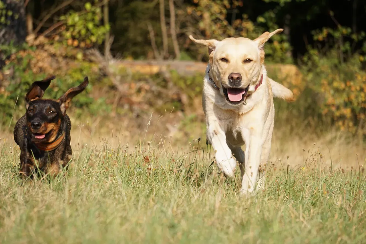 Labrador Retrievers: America's Favorite Space-Needer (Image Credits: Pixabay)