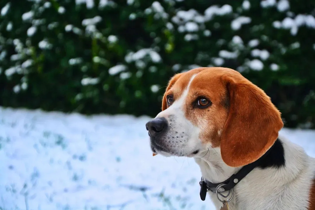 #13 - Their Whole Personality Shifts With the Seasons (Image Credits: Unsplash)