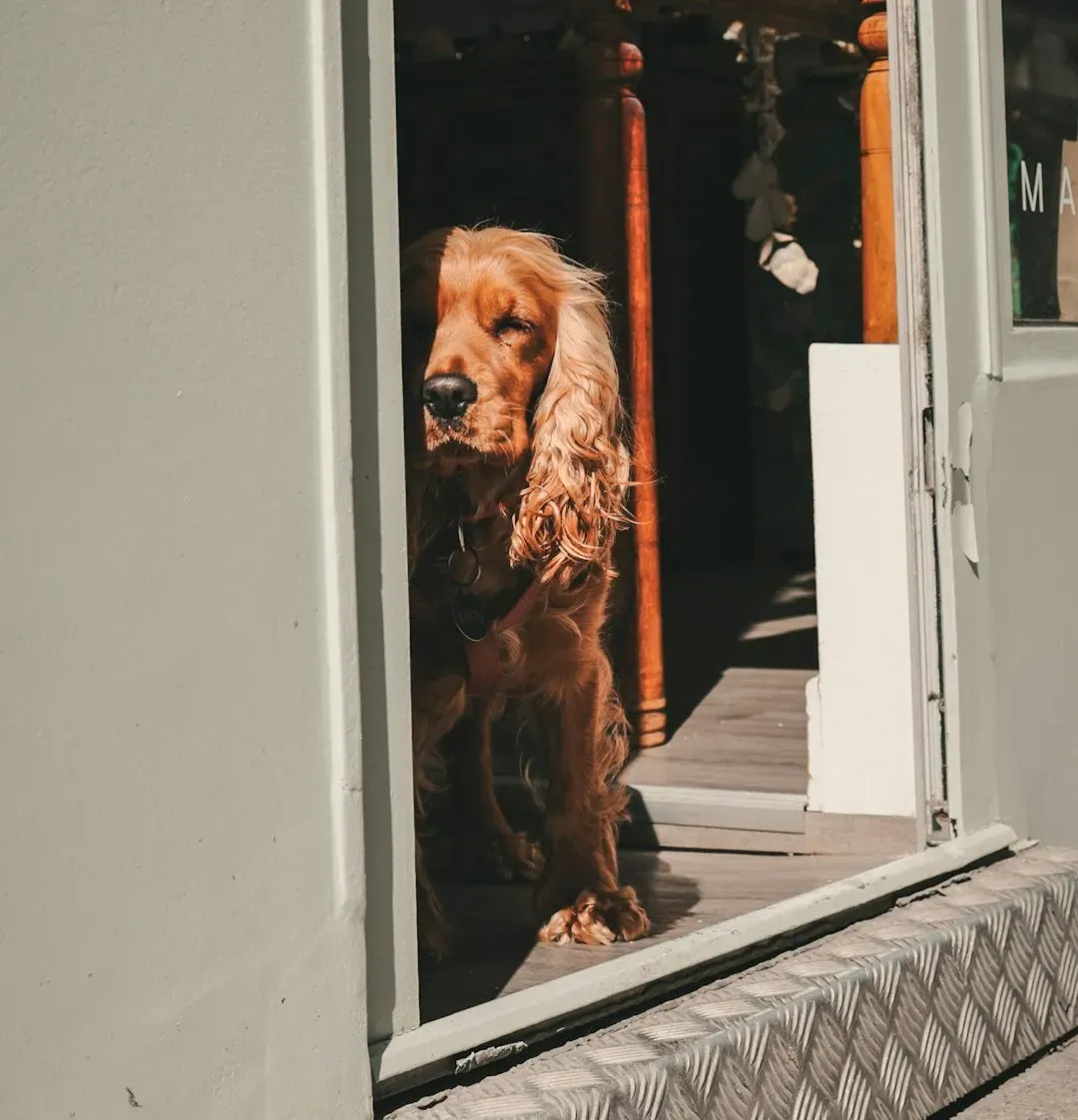 #6 - How the Dog Handles the Front Door Threshold (Image Credits: Unsplash)