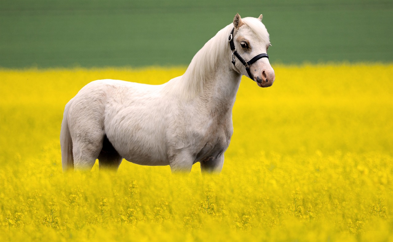 Welsh Pony: The Pocket-Sized Perfectionist (Image Credits: Pixabay)