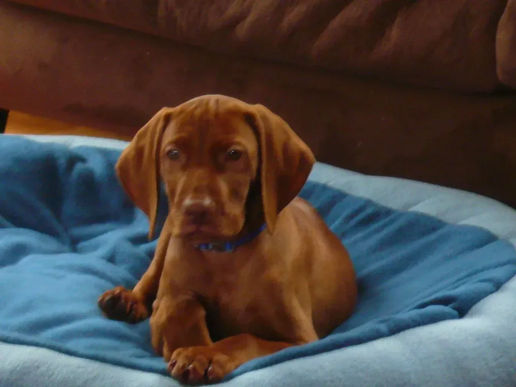 Vizsla: The Ultimate Velcro Dog (Image Credits: Flickr)