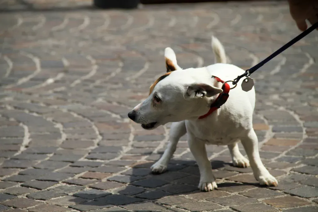 Jack Russell Terrier (AleGranholm, Flickr, CC BY 2.0)