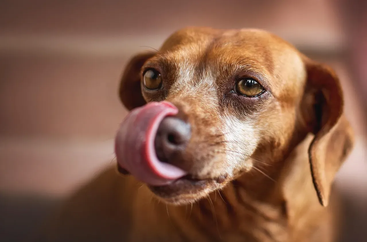 The First Language Dogs Ever Learned Was the Lick (Image Credits: Pixabay)