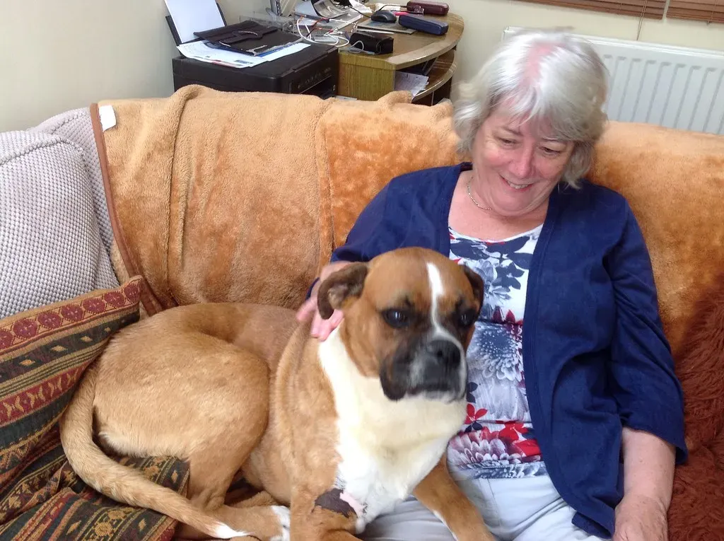 3. Boxer - The Silent Comfort in Hard Conversations (Andrew Bone (Weymouth), Flickr, CC BY 2.0)