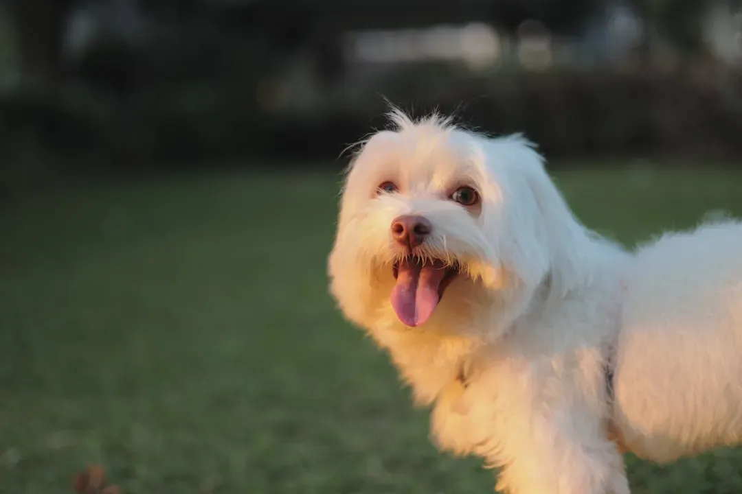 #13. Maltese (Image Credits: Unsplash)