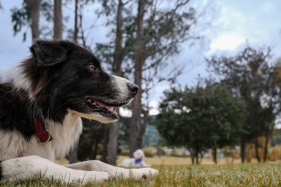 Border Collie - The Perfectionist's Dream (Image Credits: Unsplash)