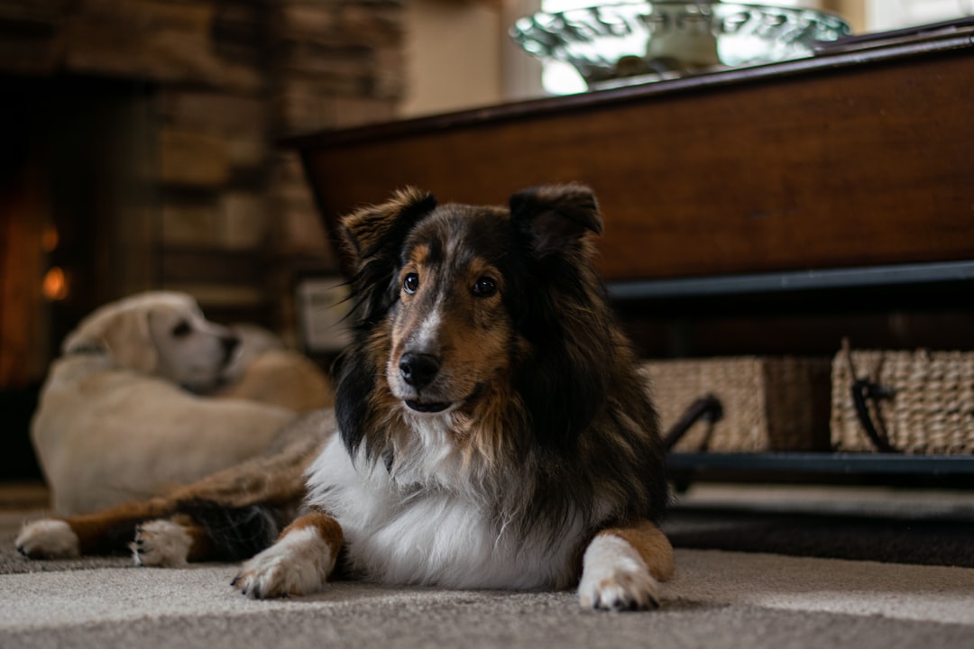 Shetland Sheepdog (Image Credits: Unsplash)