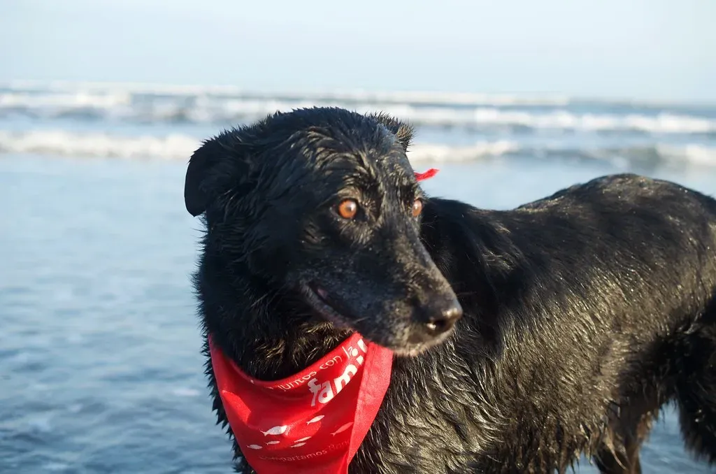 Surprise (Image Credits: Flickr)