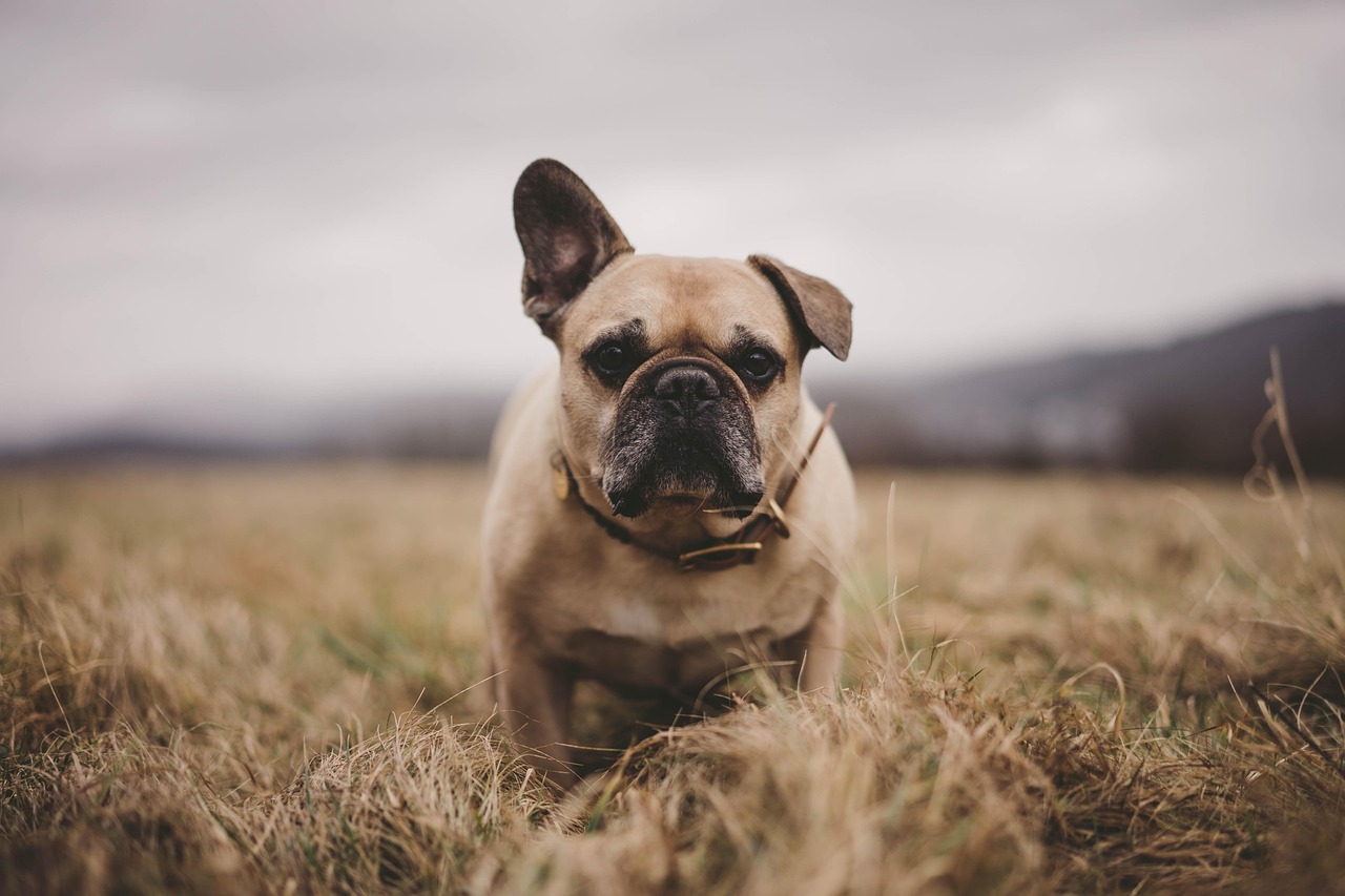French Bulldog: The Indoor Aristocrat (Image Credits: Pixabay)