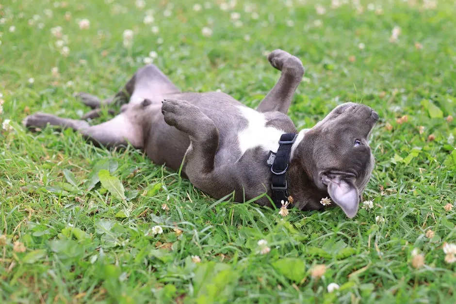 #9. They Roll Over to Expose Their Belly (Image Credits: Pexels)