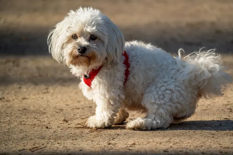 The "Funny" Butt Scoot That Isn't Funny at All (Image Credits: Pexels)