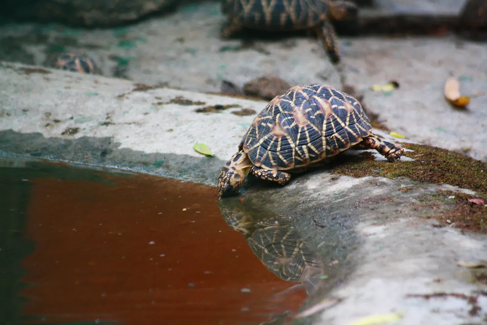 Provide a Shallow Water Dish (By Sarathshenoy, CC BY-SA 3.0)