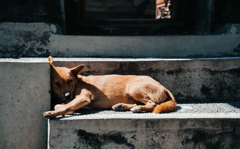 The First Time They Struggle to Climb the Stairs (Image Credits: Pexels)