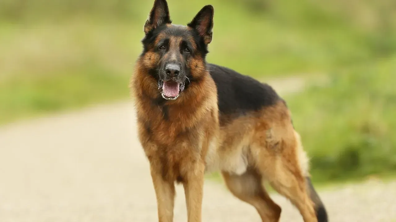 8. German Shepherd (Image Credits: Pixabay)