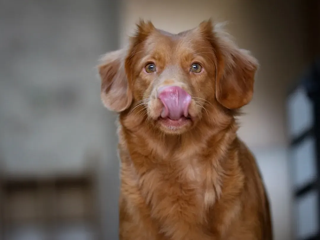 What Lip Licking Really Means In Dog Language (Image Credits: Unsplash)