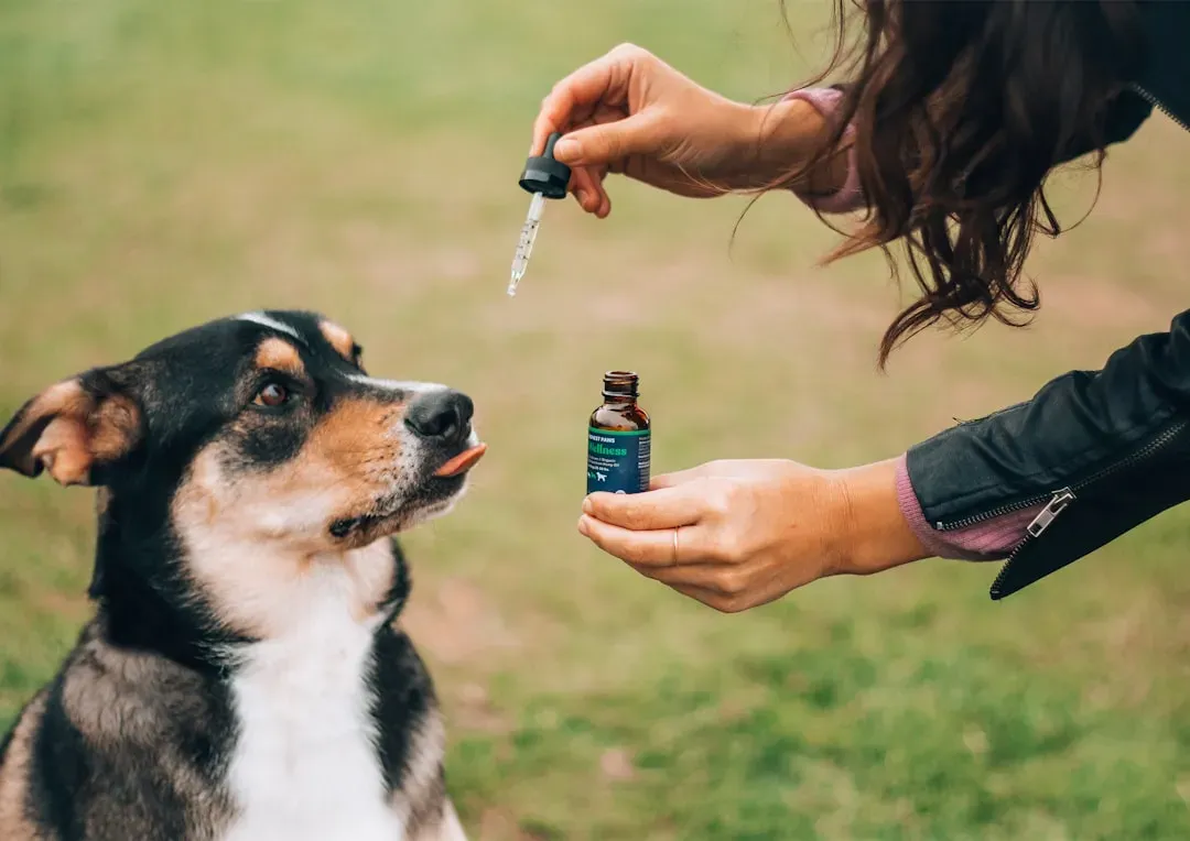 The Science Behind the Bond: Why Dogs Love Us Back (Image Credits: Unsplash)